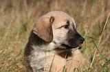 KANGAL 082